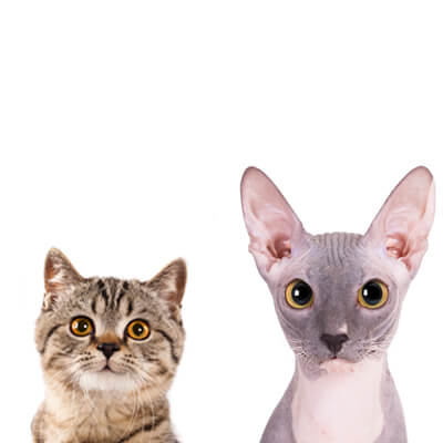 Pet Wellness Examinations - 2 cats